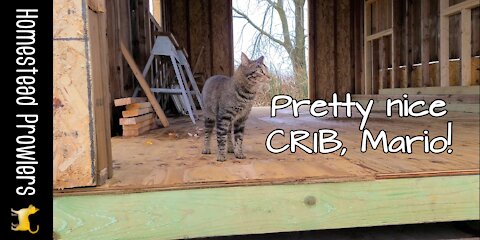 The Feral CAT: Mario's Palace In Progress