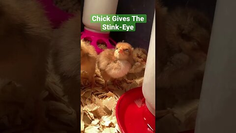 This tiny chick has perfected the stink-eye! #shorts #funnyanimals. #babychicks