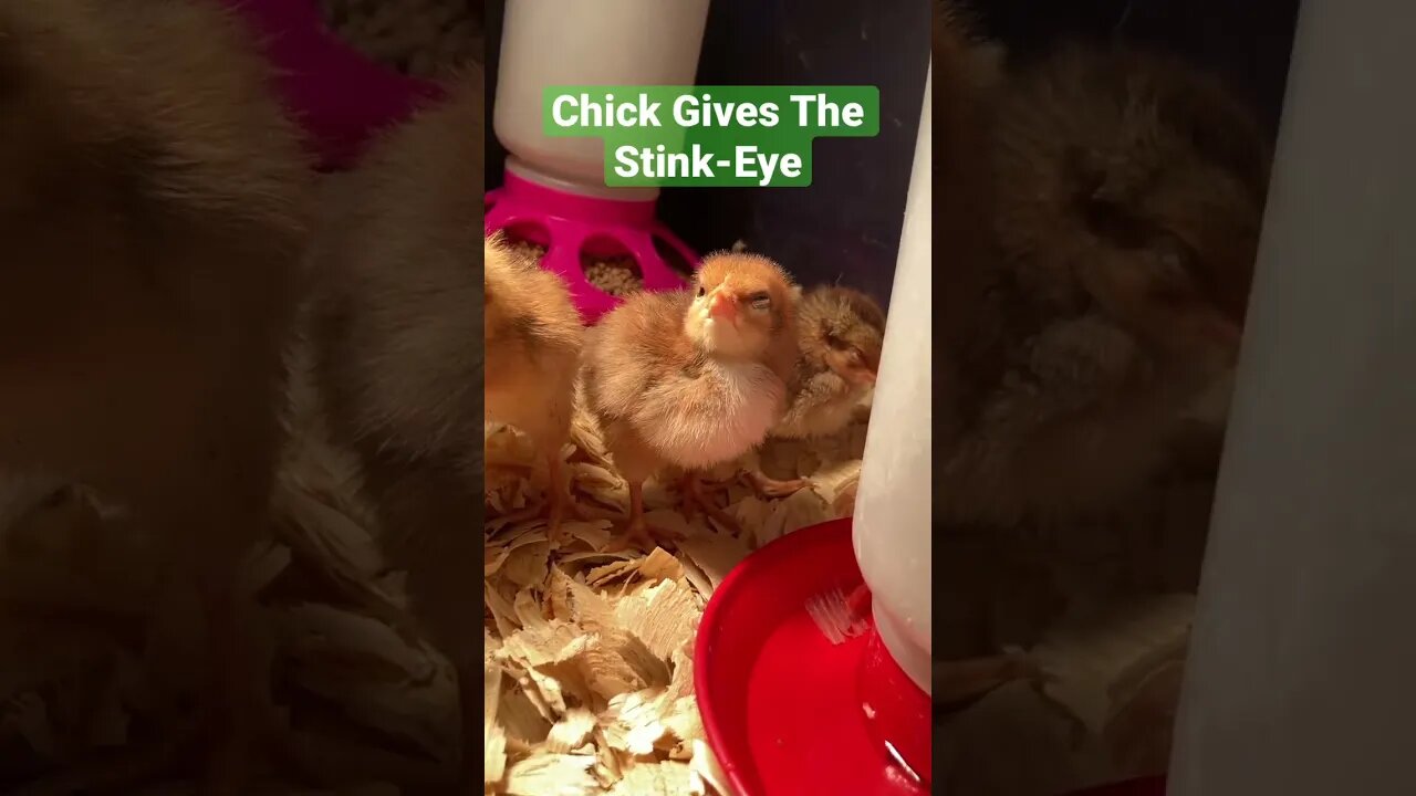 This tiny chick has perfected the stink-eye! #shorts #funnyanimals. #babychicks