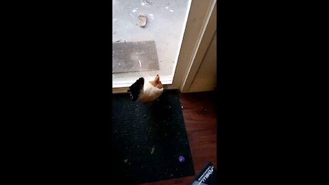 Wild Chicken in the house