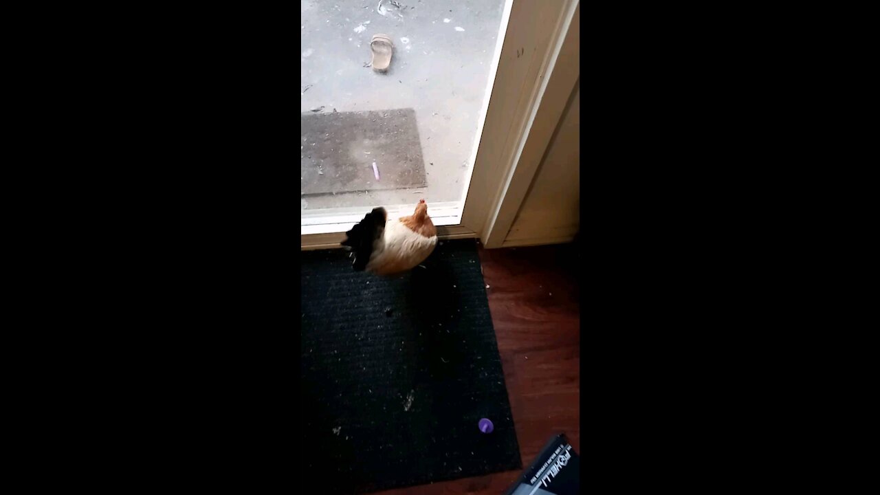Wild Chicken in the house