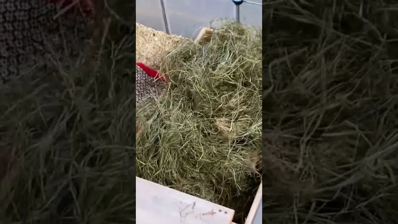 Help something is moving 😱
