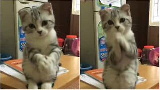 A gata mais fofa de sempre a pedir!