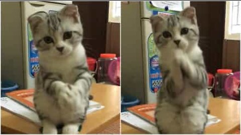 A gata mais fofa de sempre a pedir!