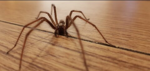 Ireland is Being Terrorized by Sex-Crazed Spiders the Size of Your Hand