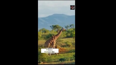 The Giraffe Facts #shorts #amazingfacts #animals