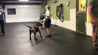 Teaching the down stay. LonelyCreek #bullmastiff #bullmastiffpuppy #lonelycreek #puppytraining