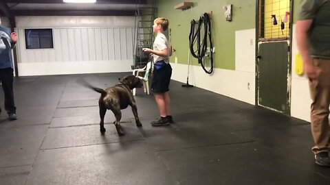 Teaching the down stay. LonelyCreek #bullmastiff #bullmastiffpuppy #lonelycreek #puppytraining