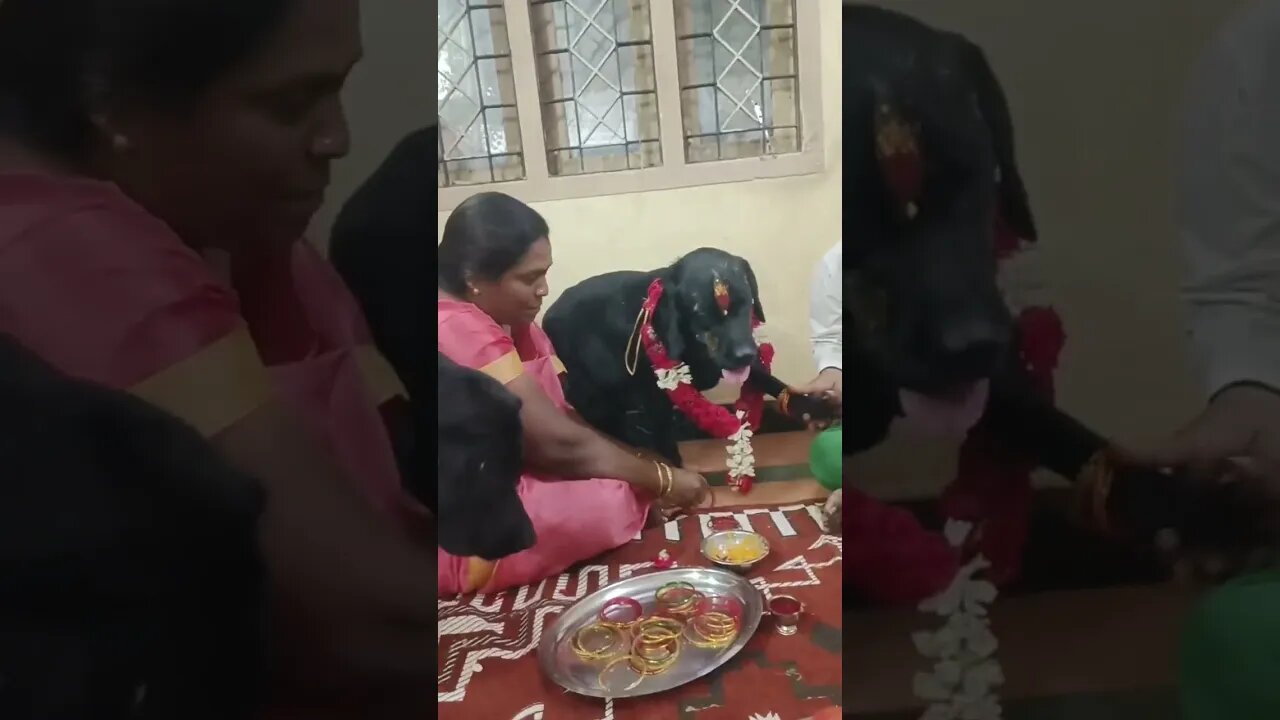 Dog pregnant function video