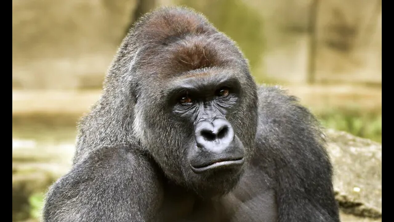 RIP Harambe: Overwatch Origins Edition Tribute Stream!