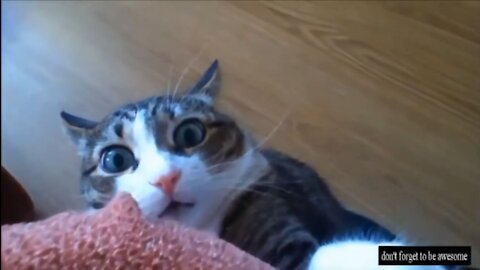 Funny Cats - SuperCats