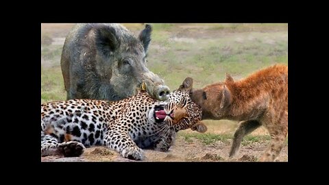 Wild animals hunting I wild animals video I animals fights I Wild animals attack on humans