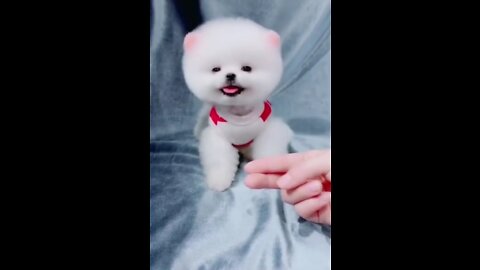 Cutest Dog