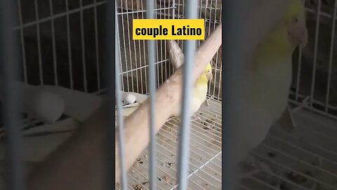 couple Latino