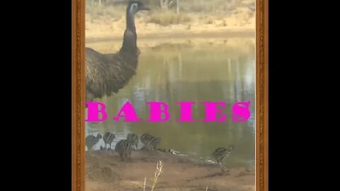 Trail Cams for 22-7-2023 - We've got Babies!