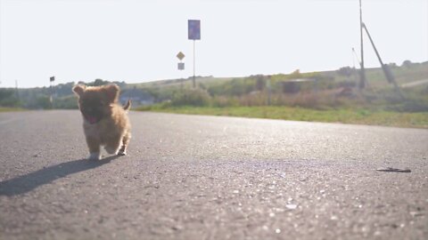 Small dog walking