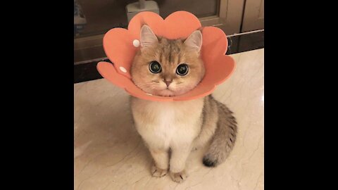 Cute Cats - Cute and Funny Cat Videos Compilation #1| Aww Animals