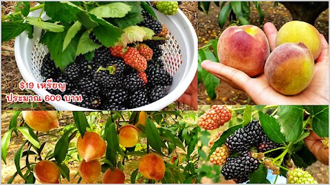 Pick blackberry, peach, blueberry at Southern Belle Farm McDonough GA
