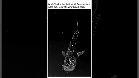 Space whale 🐋✨