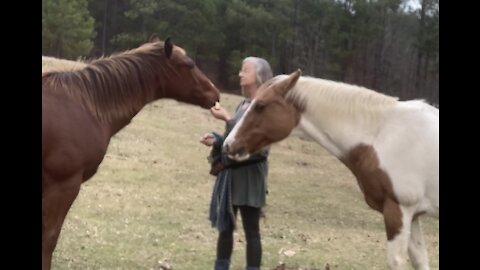 Horses get extra treats and attention on Christmas Day also