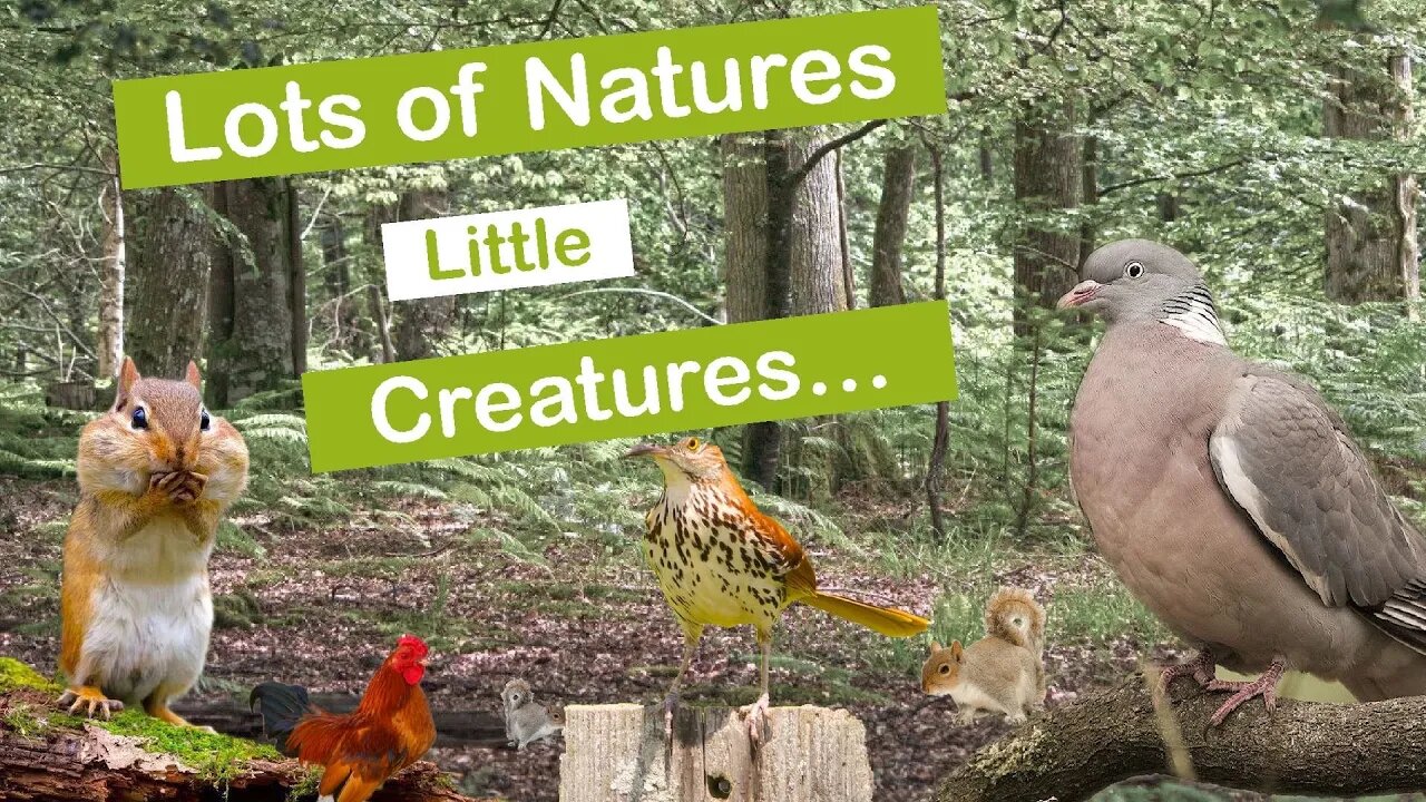 Lots of Natures Little Creatures