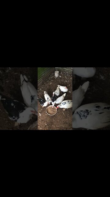 FEEDING THE PRION DUCKS