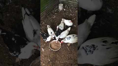 FEEDING THE PRION DUCKS