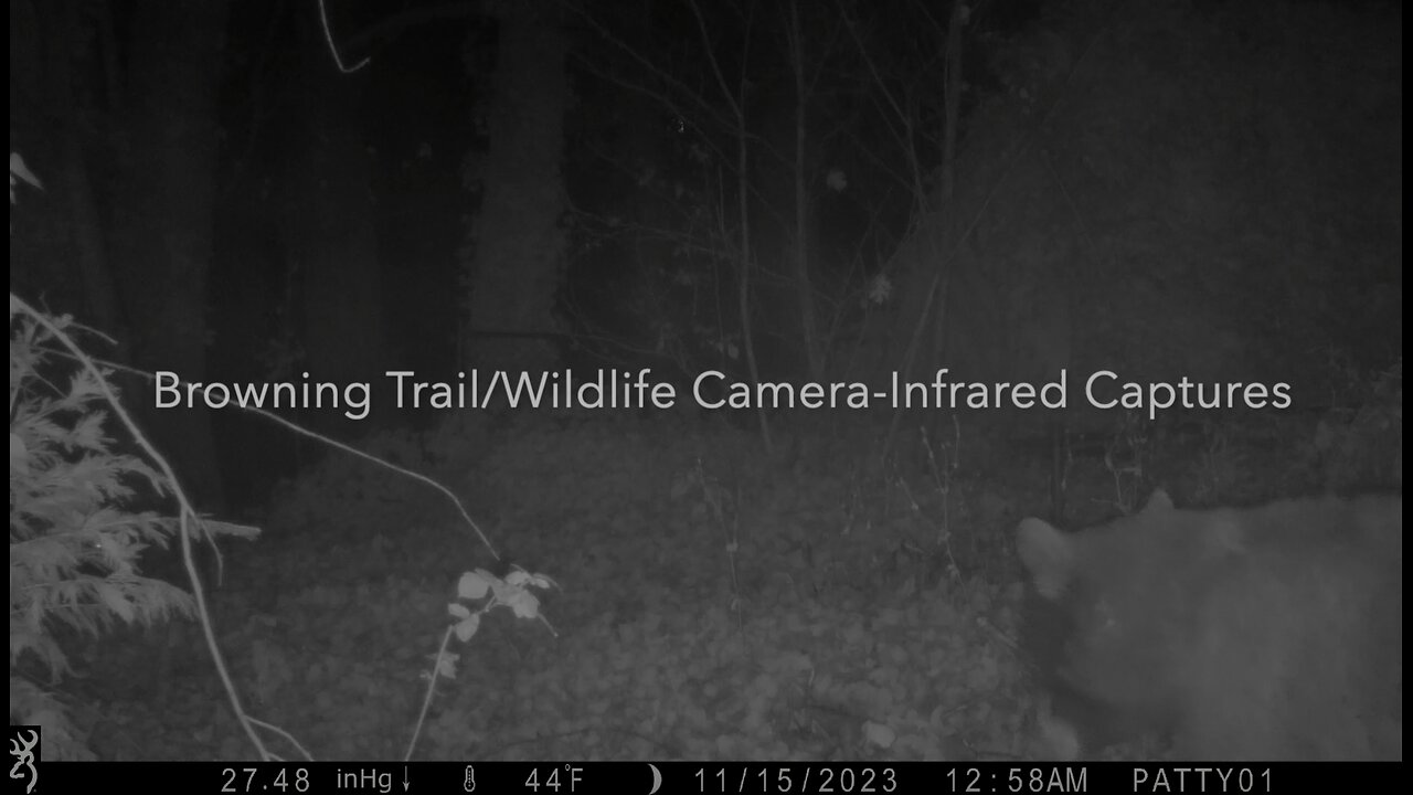 A Bear, Cat, Raccoons on Night Vision Camera!