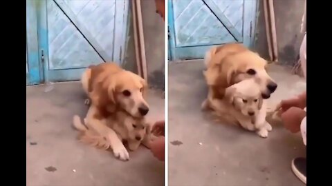 Dog Don't Let People Touch Her Puppy 😂😂