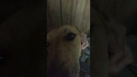 More cuteness of Slinky Dog watching YouTube videos of himself