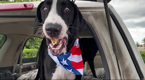 Great Dane Shocked That Seagulls Want To Steal Her Snack