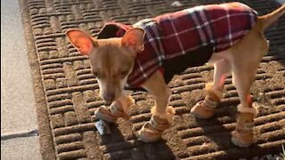Chihuahua experimenta novos tênis