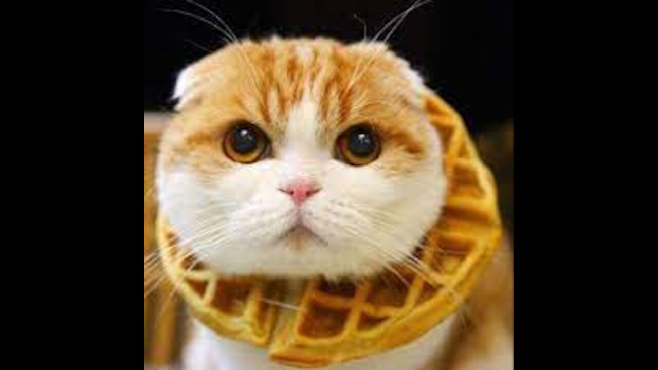 These Pets Will Cheer up Your Day And Make it 100% Better