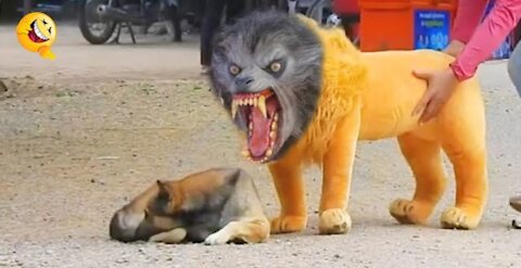 Troll Prank Dog Funny & fake Lion and Fake Tiger Prank To dog ,Huge Box Prank to dog | Ep.5 HaHaHa