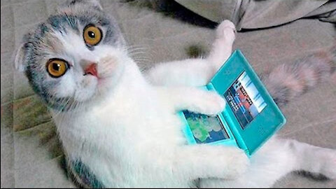 Funniest Cats 😹 - Funny Cats Life