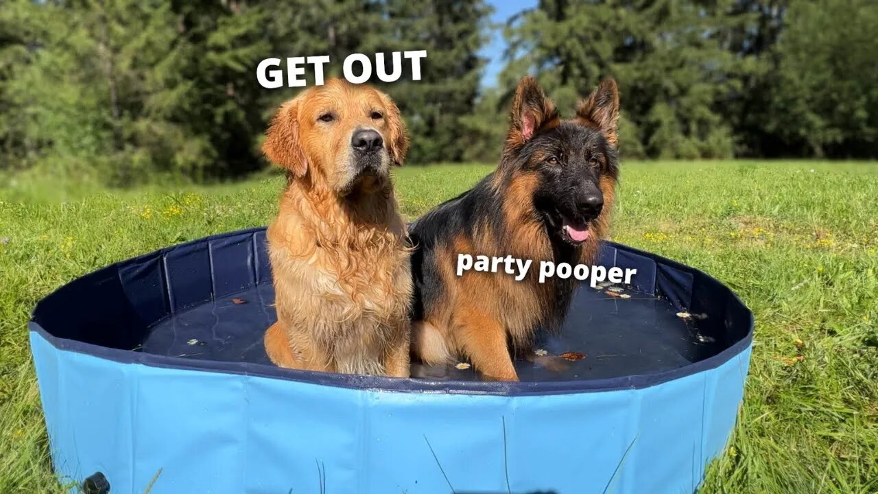 My Dogs Have A Pool Party | Splash Day