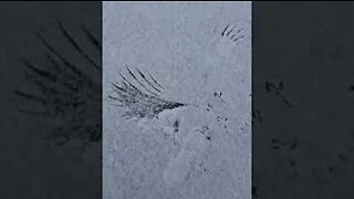 Print in the snow of a hawk attack