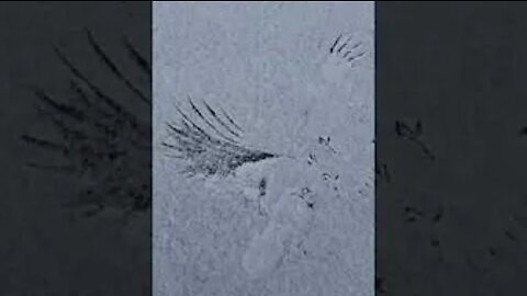 Print in the snow of a hawk attack
