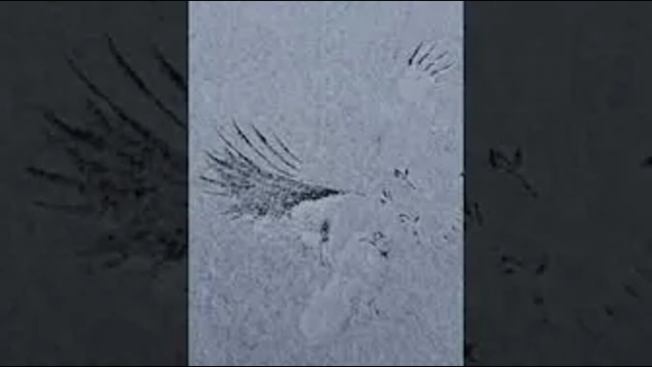 Print in the snow of a hawk attack