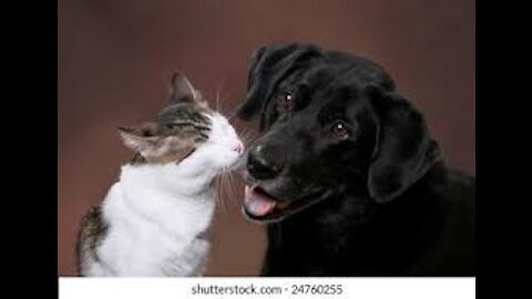 Don't try to hold back Laughter , love animals .