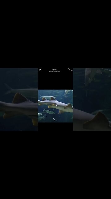 Sharks don't have vocal cords #sharks #shorts