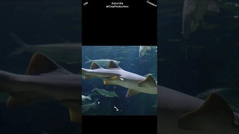 Sharks don't have vocal cords #sharks #shorts