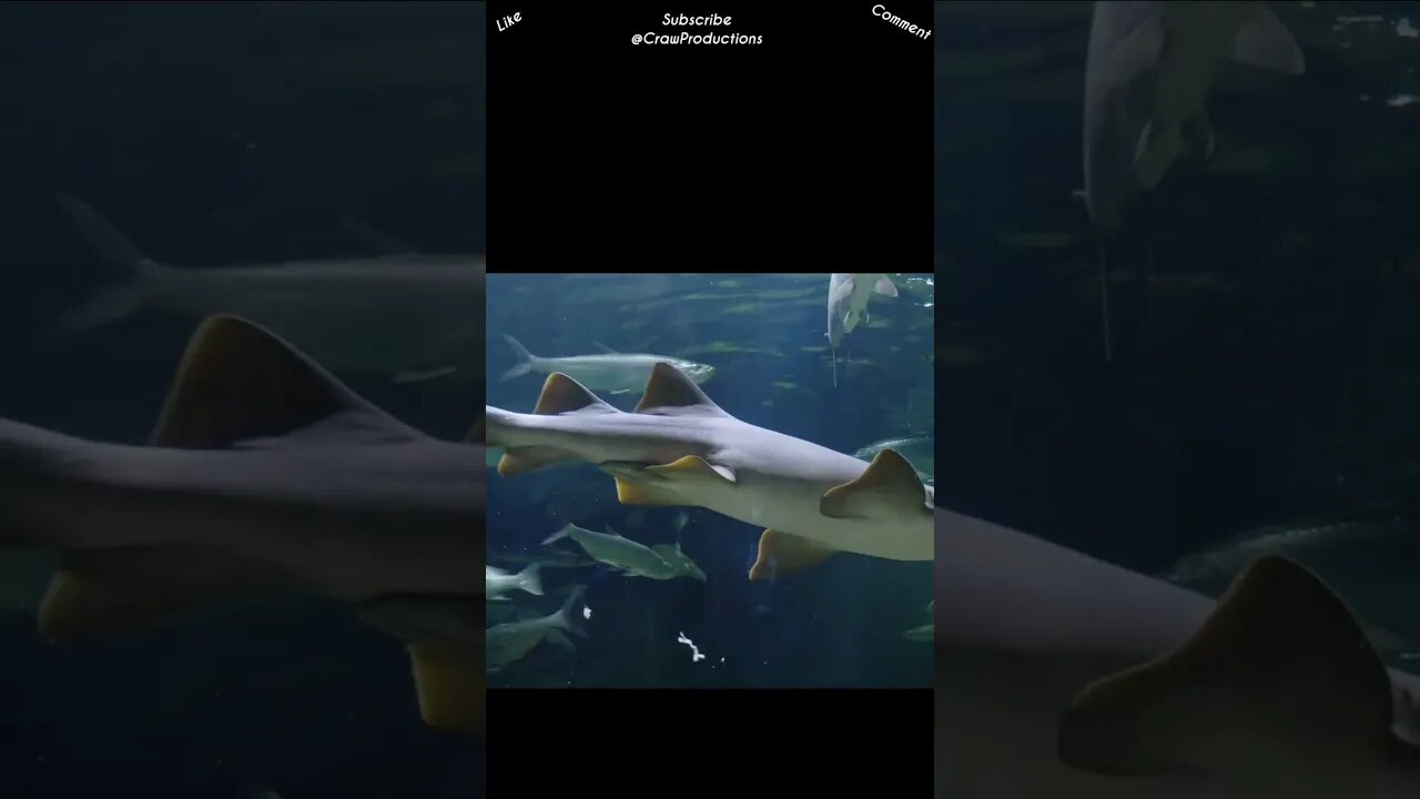 Sharks don't have vocal cords #sharks #shorts