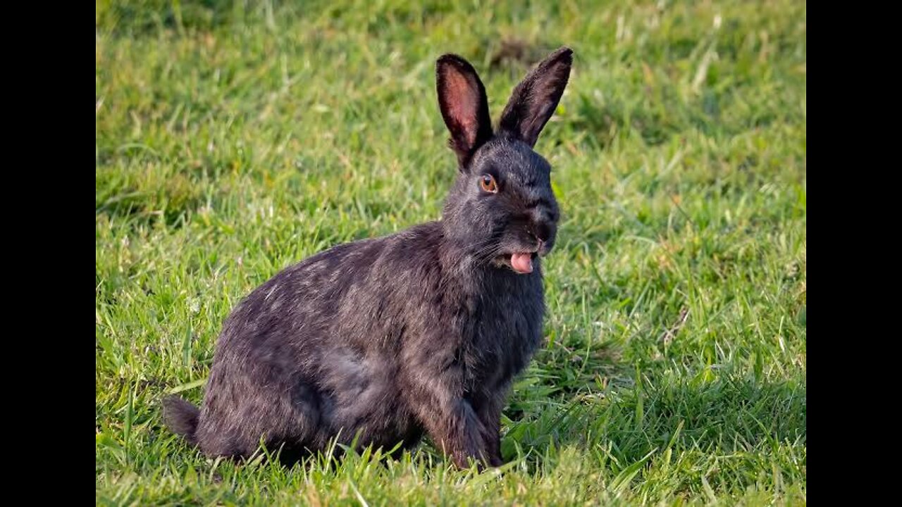 Playing with the cute black coloured rabbit .