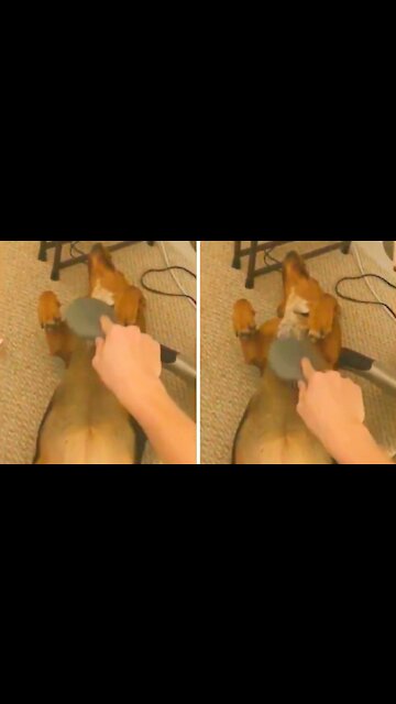 Dog lying on the floor while being combed by its owner