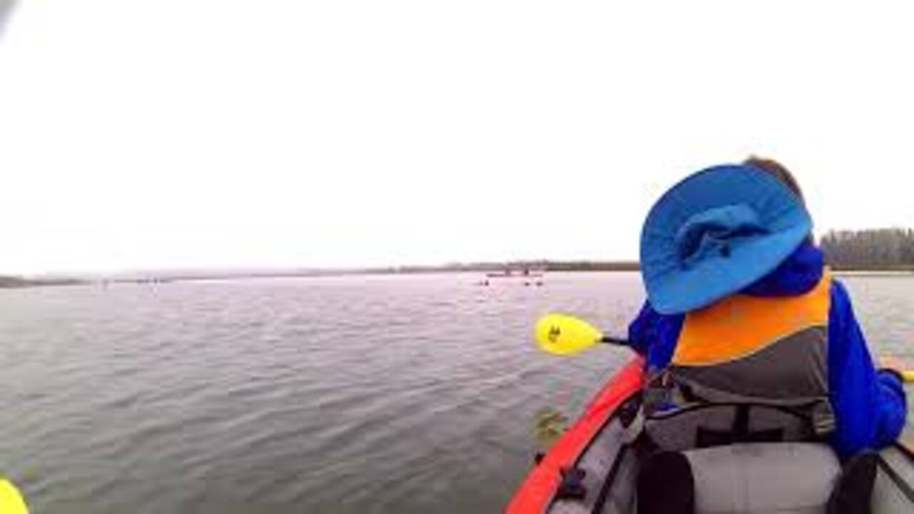 Two Otters on Elkhorn Slough #Shorts