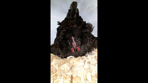 Broody Hen