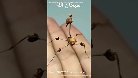 TOP10 RAREST ANIMALS IN THE WORLD #EXTREMLYRARESTANIMAL#BEAUTYFULLNATURE#THEMOSTEXTREMEANIMAL#TOP10
