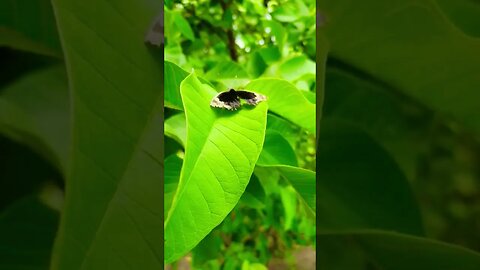 Butterflie