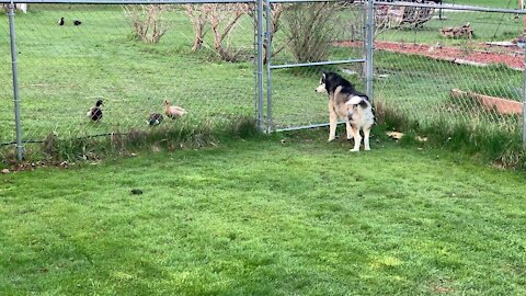Dakota Meets Some Ducks